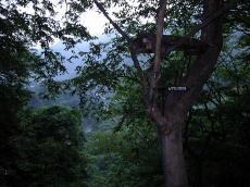 ���T�T�r�̉a��